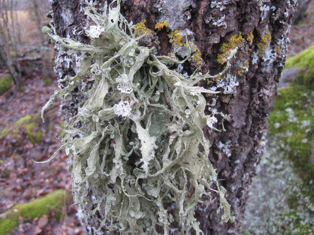 Brosklaven kan bli mycket stor, 30 cm lång. Växer på barken på lövträd i öppna miljöer. Allmän i Surahammars kommun.