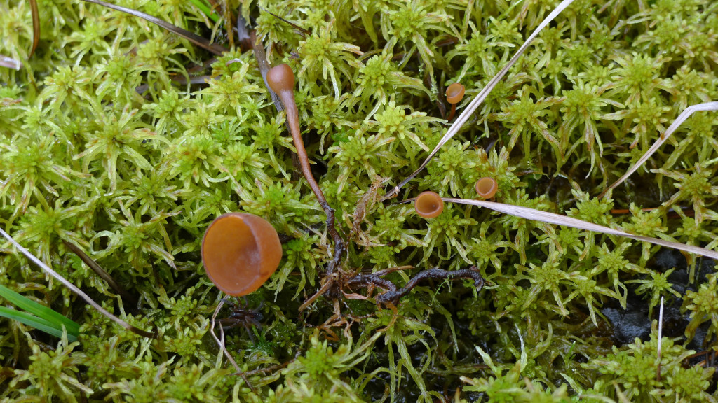 Stor starrskål på på Carex rostrata. Älgmossen S 12/6 2012 Foto: Lars Bsenko 
