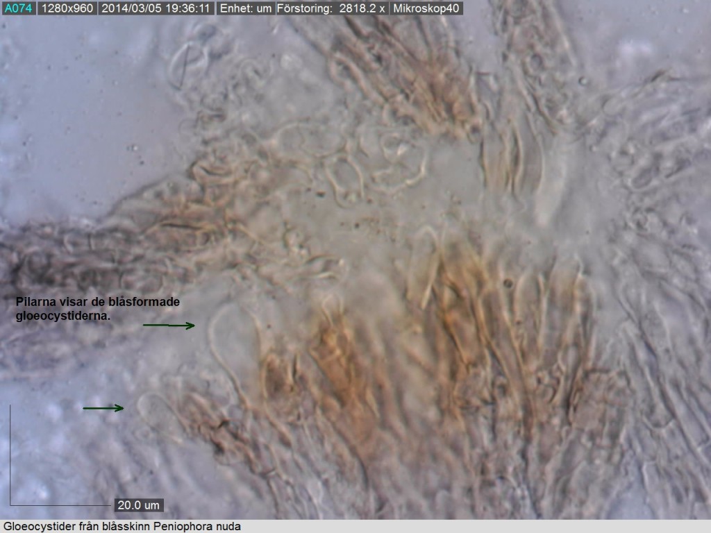 Gloeocystider i blåsskinnets hymenium. Statargatan 6 5/3 2014 Mikroskopi: Lars Bsenko