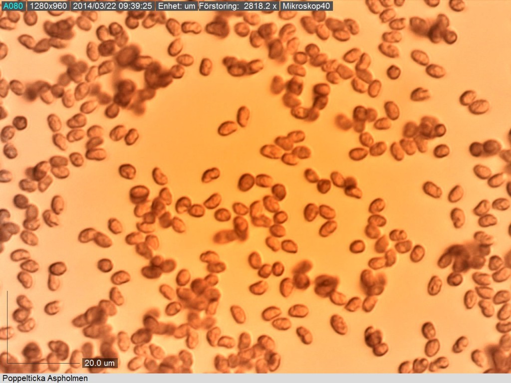 Sporer från poppeltickan i Lugol. Skalstreck 20 mikrometer.  Aspholmen 21/3 2014. Mikroskopi: Lars Bsenko