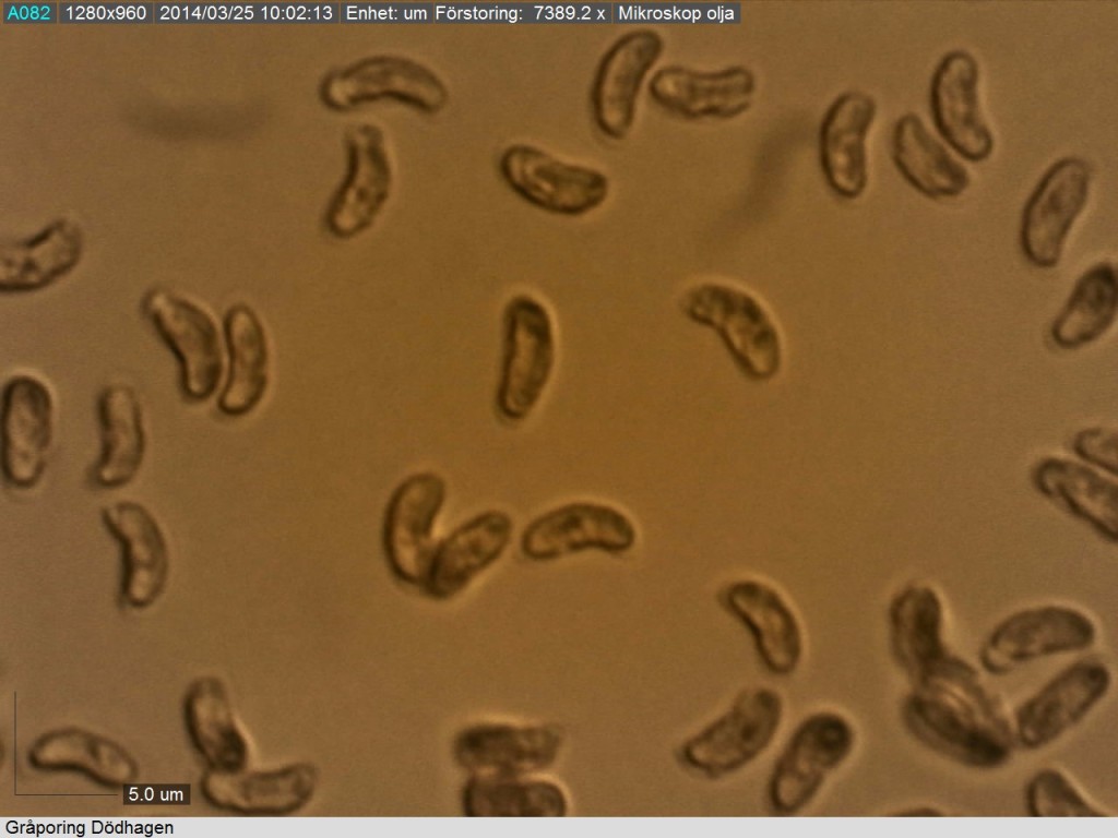 Allantoida sporer ( 5-6.5/2 mikrometer) från gråporing. Dödhagen 24/3 2014. Mikroskopi: Lars Bsenko