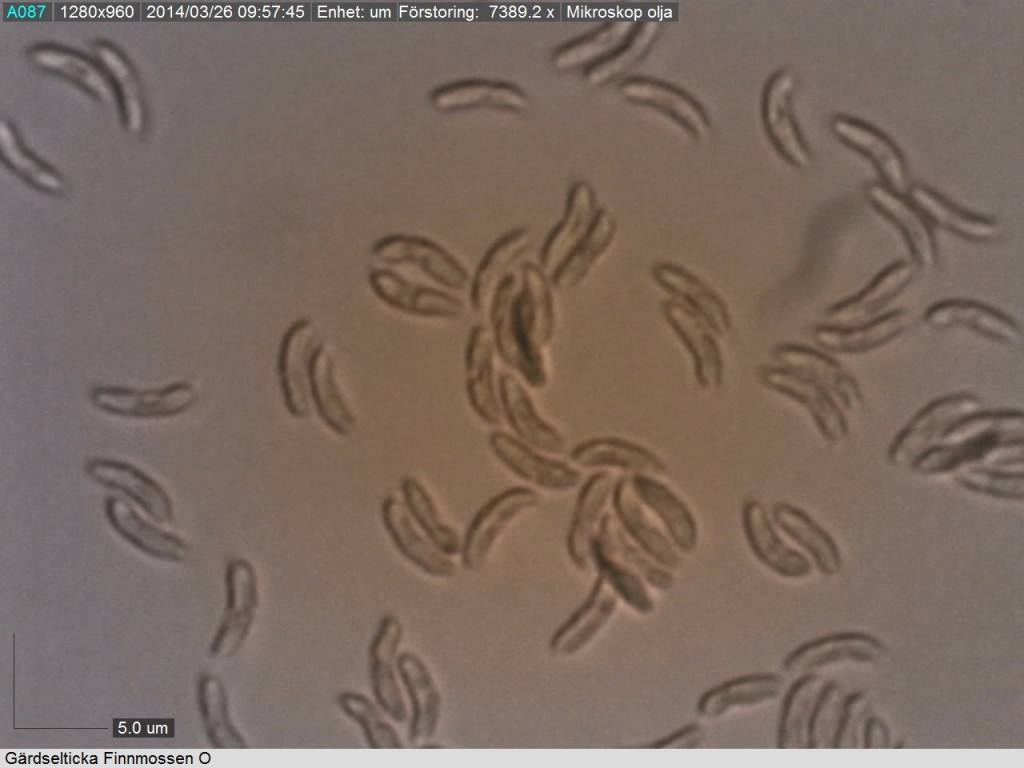 Allantoida sporer ( 5-6/1-1.5 mikrometer) hos gärdselticka. Finnmossen O 25/3 2014 Mikroskopi: Lars Bsenko