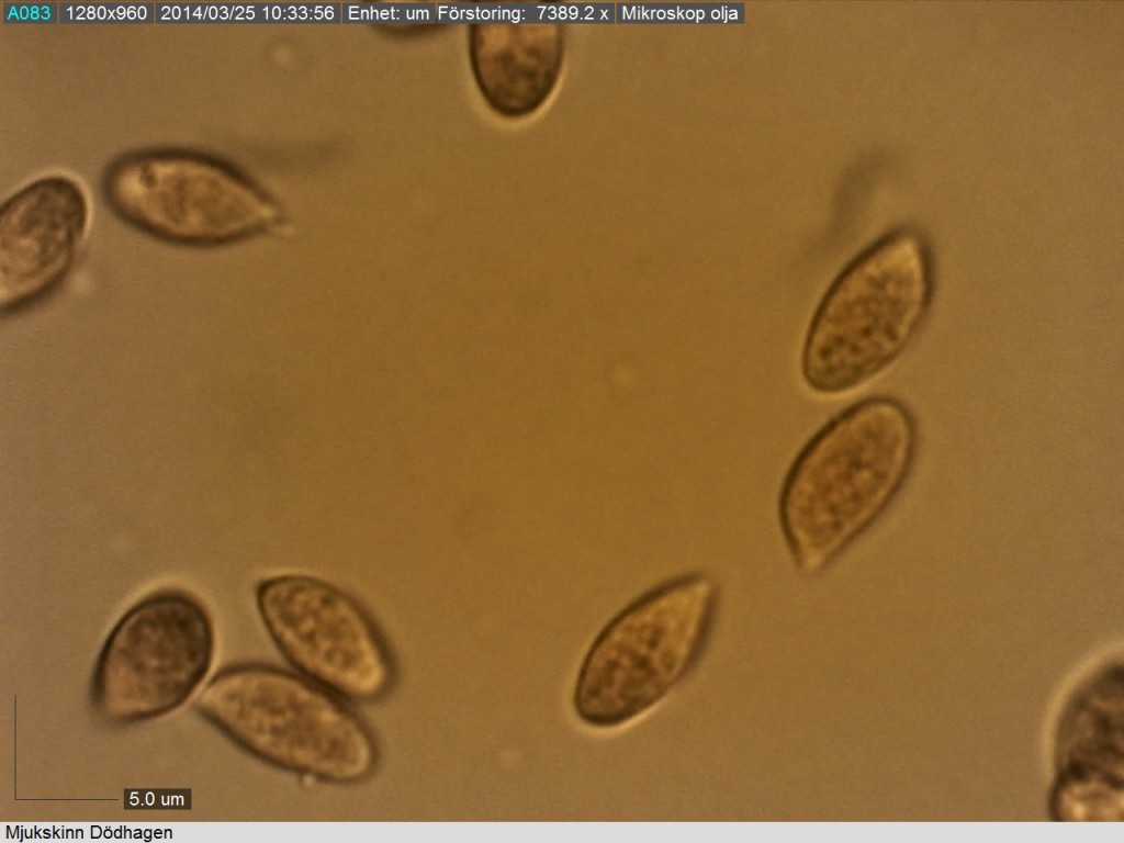 Typiskt mer eller mindre droppformade sporer (8-12/4-6 mikrometer) hos mjukskinn.  Dödhagen 24/3 2014. Mikroskopi: Lars Bsenko