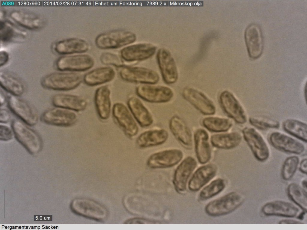 Sporer ( 4.5 - 6/ 2.5 - 3 mikrometer) från pergamentsvampen.   Säcken 27/3 2014 Mikroskopi: Lars Bsenko