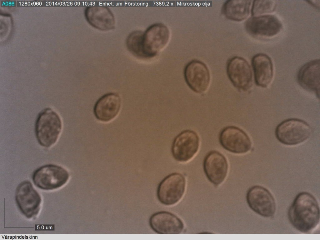 Typiskt nästan runda sporer hos vårspindelskinn. Finnmossen O 25/3 2014 Mikroskopi: Lars Bsenko