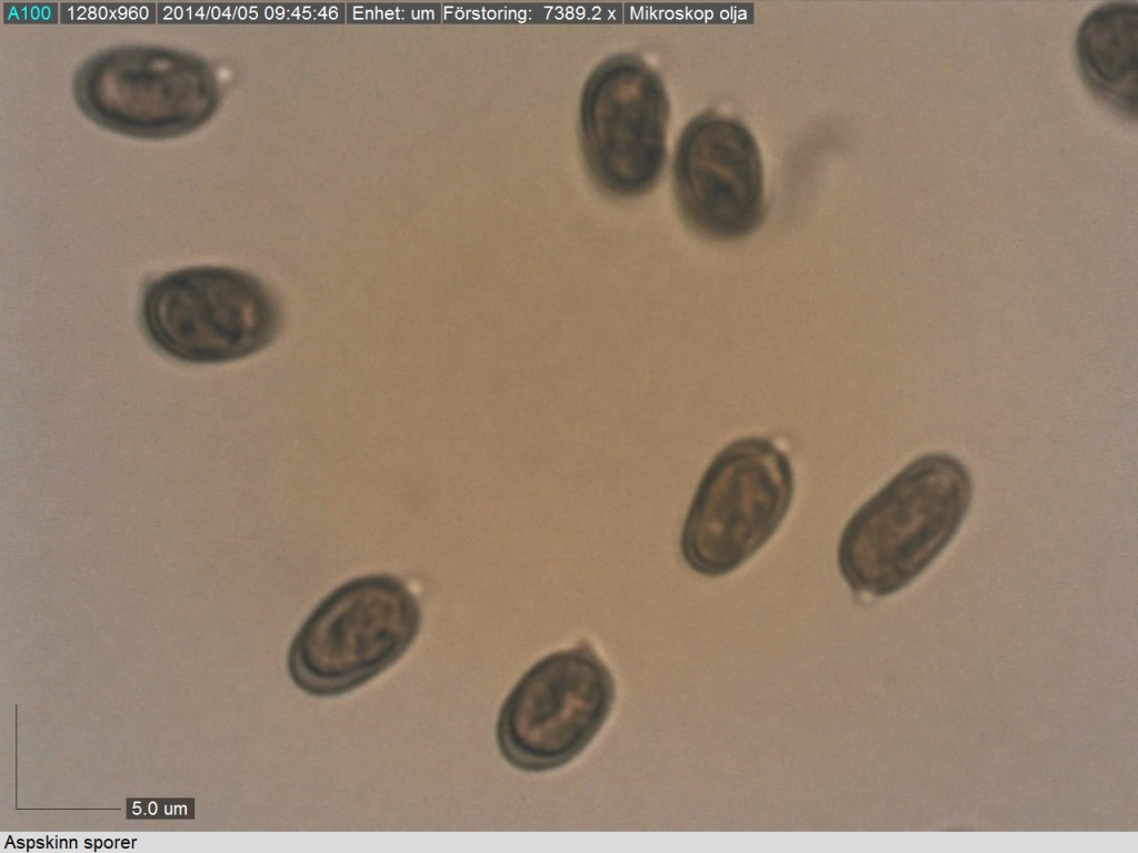 Ellisoida amyloida sporer hos aspskinn. Lilla Källmora 4/4 2014 Mikroskopi: Lars Bsenko
