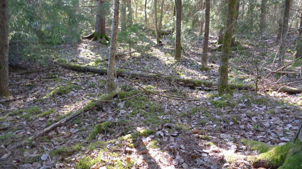 Biotopen för aspskinnet. Blandskog med bland annat blåsippa. Lilla Källmora 4/4 2014. Foto: Lars bsenko