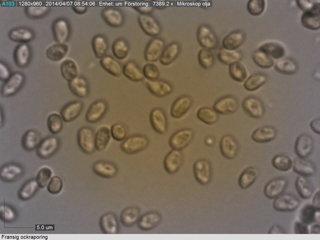 Sporer från fransig ockraporing. Degran 6/4 2014 Mikroskopi: Lars Bsenko