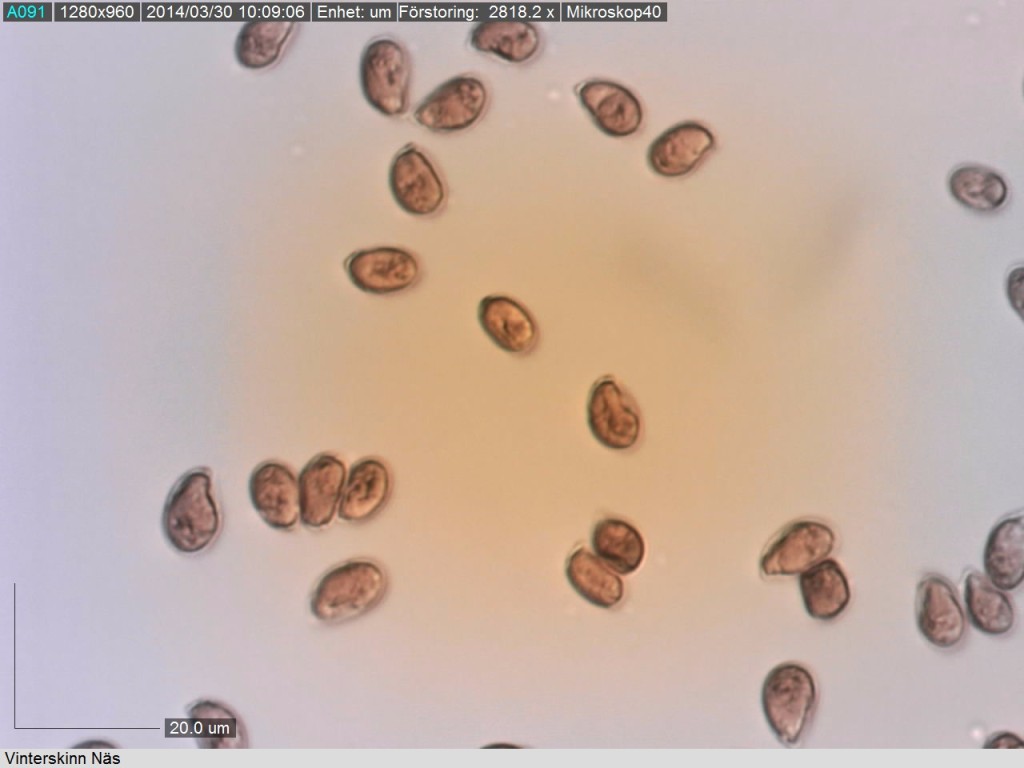 Tjockväggiga ellipsoida sporer (10-13/6-7.5 mikrometer) hos vinterskinn Näs 29/3 2014. Mikroskopi: Lars Bsenko
