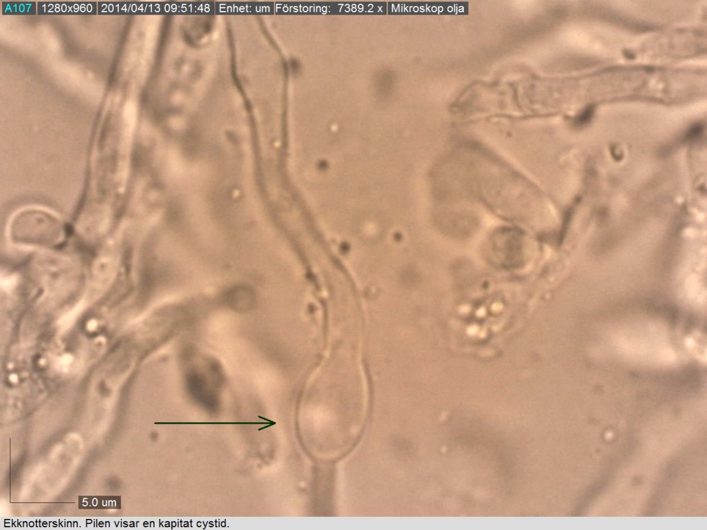 Ekknotterskinn med typisk kapitat (med huvud) cystid. Bovallen N 12/4 2014 Mikroskopi: Lars Bsenko