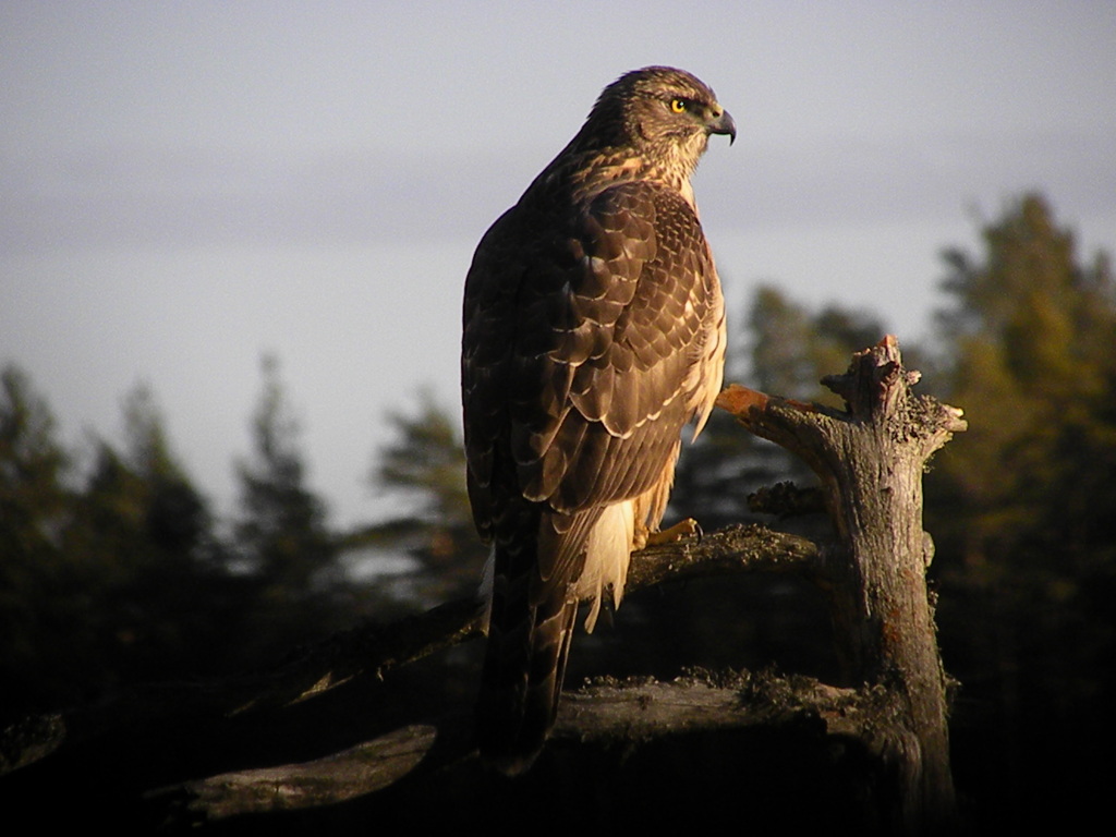 Duvhök, Ramnäs, 6/3 2012.  Foto: Lennart Eriksson