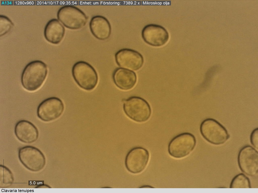 Sporerna hos C. tenuipes är brett ellipsoida.  19/10 2014, Mikroskopi: Lars Bsenko