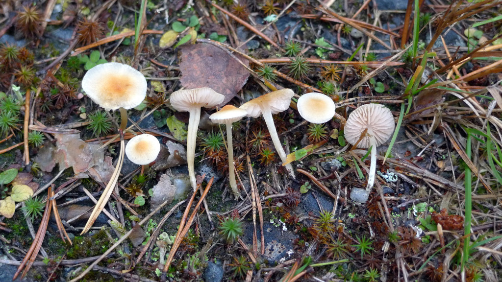 Bleknoppingen växer ofta längs skogsvägar.  Jan-Olsskogen NR (östra delen) 10/8 2014. Foto: Lars Bsenko