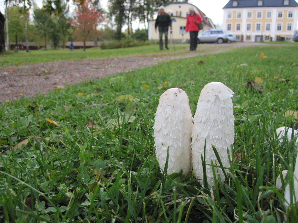 Fjällig bläcksvamp i gräsmatta, Schenströmska herrgården, Ramnäs, 27/9 2012. Foto: Tom Sävström