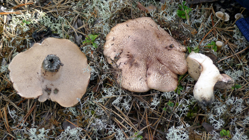 Ruttaggsvampen tillhör en svårbestämnd grupp av taggsvampar. Acktjärnsåsen S 5/9 2014. Foto: Lars Bsenko