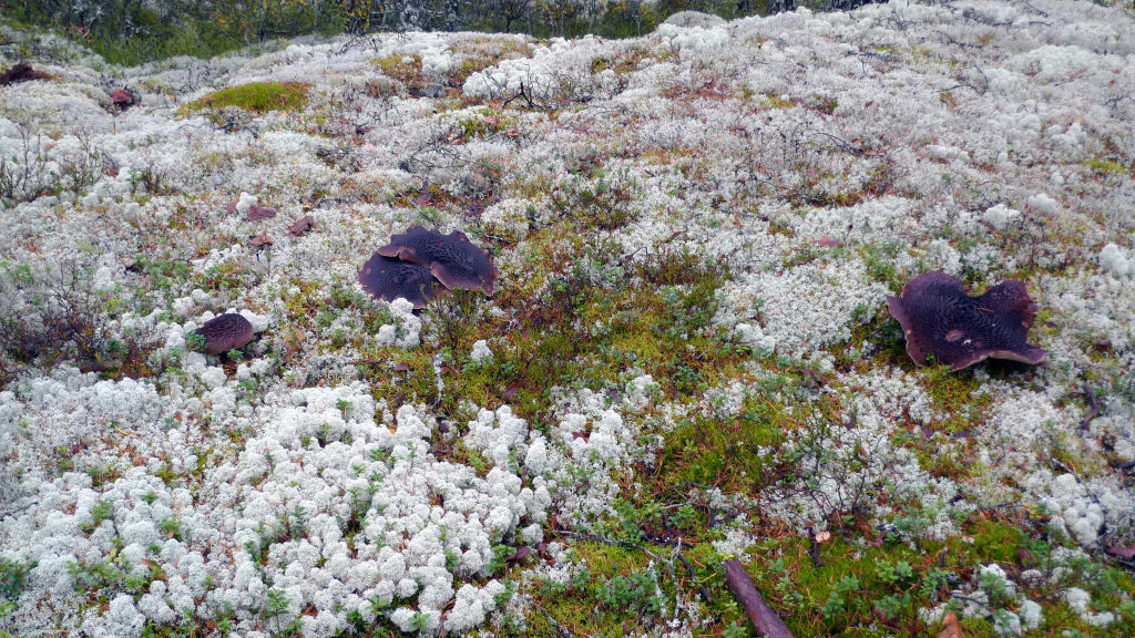Motaggsvampen i sin typiska växtmiljö.  Naddtorpet SV 10/10 2014. Foto: Lars Bsenko