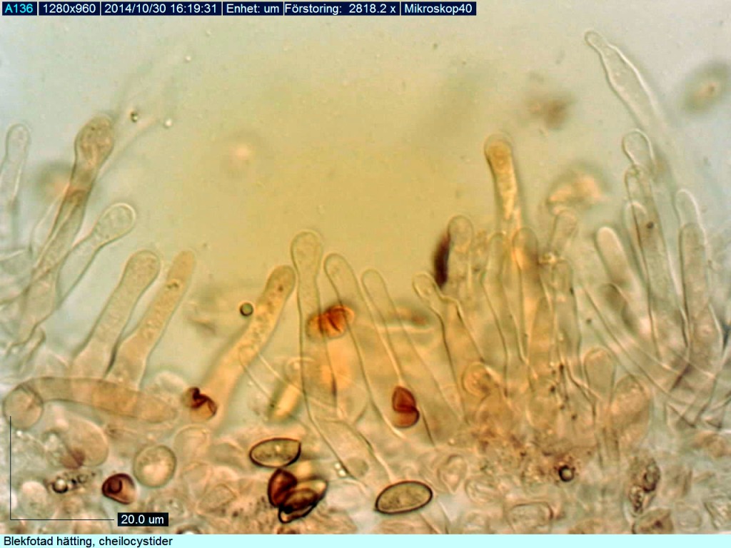 Cystiderna är tibiiforma dvs. med +- avsatt huvud. Kohagen NR 30/10 2014. Mikroskopi: Lars Bsenko