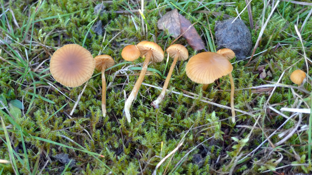  Blekfotad hätting växer i naturbetesmark. Kohagen NR 30/10 2014. Foto: Lars Bsenko 