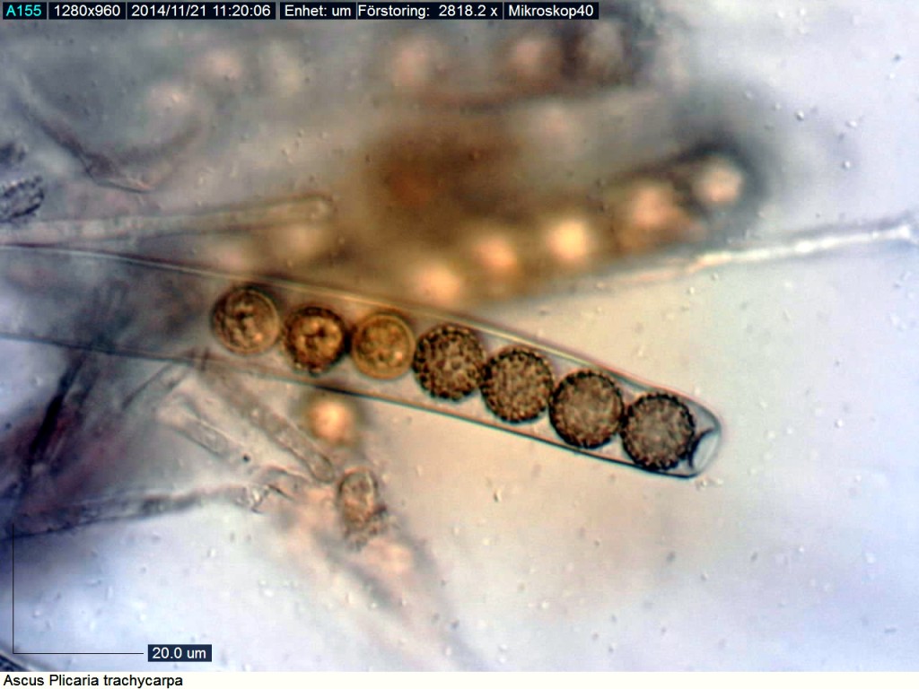 Sporsäckens (ascus) topp visar ett litet hål där en spor försvunnit ut genom.  Ursprungligen finns 8 sporer. St Gräsgården 19/11 2014. Mikroskopi: Lars Bsenko