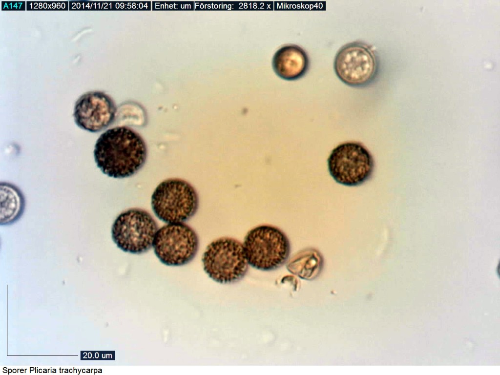 Sporerna hos Plicaria trachycarpa är klotrunda med trubbig utskott.  St Gräsgården 19/11 2014. Mikroskopi: Lars Bsenko