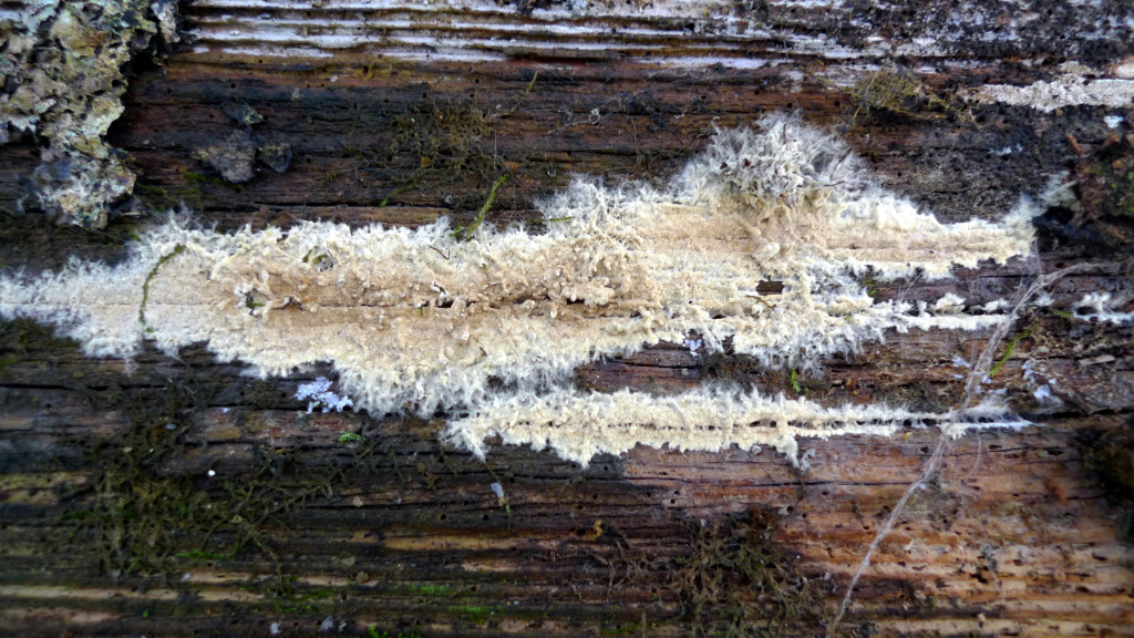 Svampen växer på en planka utomhus. Hovgården Åkerholme 27/11 2013. Foto: Lars Bsenko