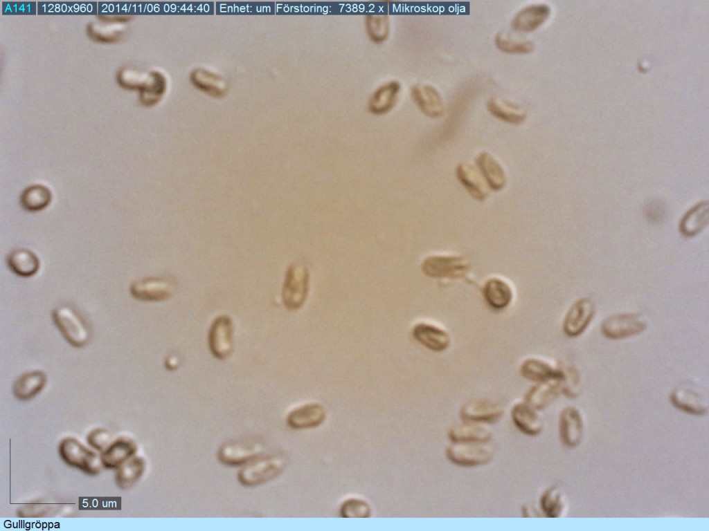 Gullgröppans sporer är cylindriska till ngt allantoida. Gatstugan S 5/11 2014. Mikroskopi: Lars Bsenko