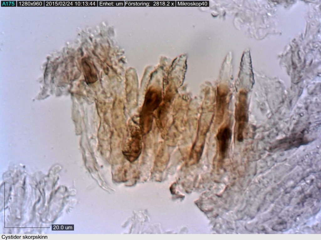 Skorpskinn med tjockväggiga inkrusterade cystider. Kallmorakollekten mikroskoperad 23/2 2014 av Lars Bsenko 