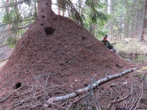 Mäktig myrstack i granskog, strax norr Skomakartorp, Sura, 24/3 2015. (Koord: 6619495-1520120). Foto: Torbjörn Holmstedt