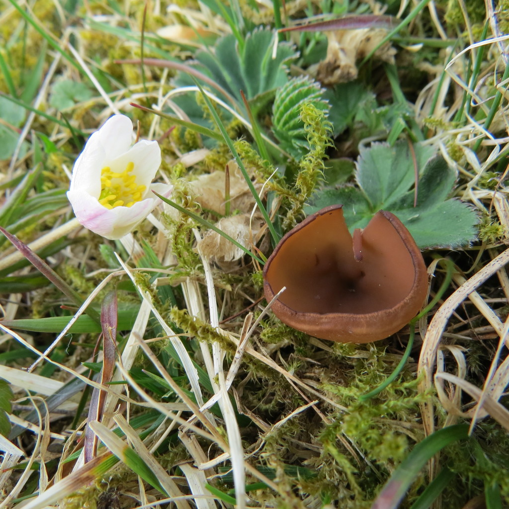 Sippskål växer med vitsippa, naturbetesmark, Gatstuängen, 16/4 2015.  Foto: Tom Sävström