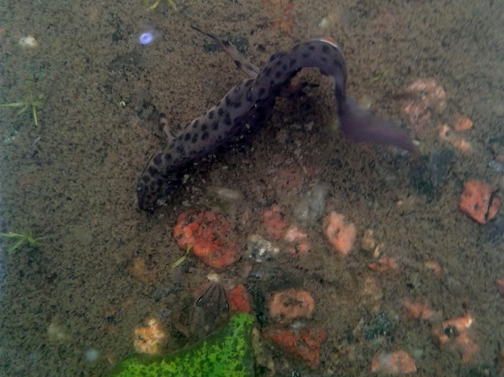 Salamanderhanen försöker imponera på honan som kikar fram under ett sjunket lönnlöv. Svansviftningen virvlar upp bottenslammet.  Surahammar 3/6 2015. Foto: Einar Marklund  