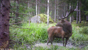 Kronhjort i brunstgrop. Vacker och ståtlig! 14/9 2025. Foto: Lennart Eriksson